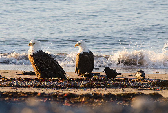 Eagles on the Homer Spit, Alaska