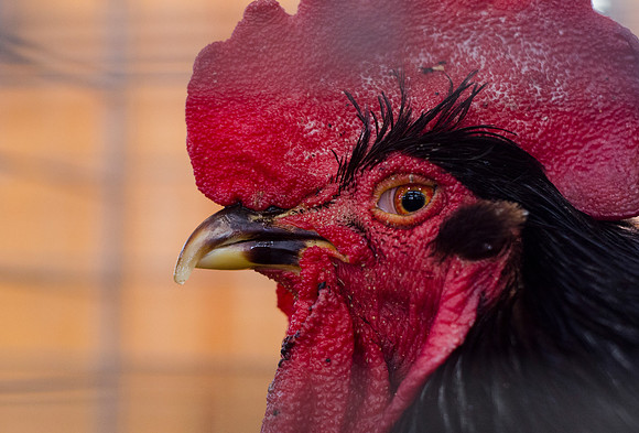 Rooster Eyeing the Camera