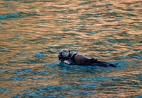 Little Tutka, Alaska - March 3rd, 2021
